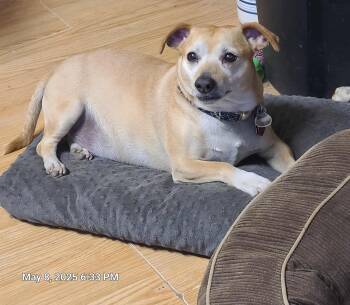 Rescue Chiweenie Dogs for Adoption in Waynetown, Indiana - Charlie | PetCurious