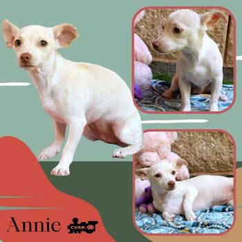Annie (Puppy) -  Chihuahua and Terrier Dog for Adoption in Lindsay, California - Annie (Puppy) | PetCurious