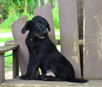 Flint -  Labrador Retriever Dog for Adoption in Willingboro, New Jersey - Flint | PetCurious