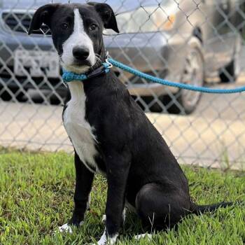 Rescue Cattle Dog and Labrador Retriever Dogs for Adoption in Wadena, Minnesota - Kami | PetCurious