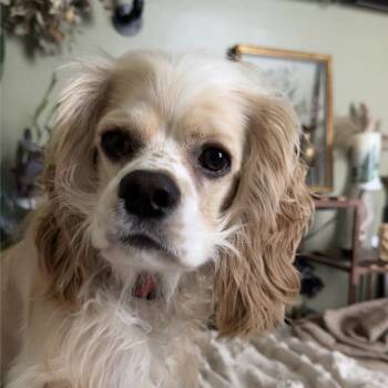 Cocker Spaniel Dogs Available for Adoption - Tater | PetCurious