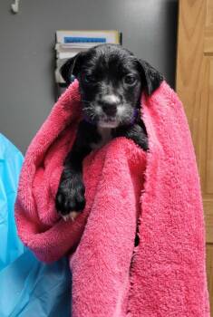 Mixed Breed Dogs Available for Adoption in Chillicothe, Ohio - Chanterelle | PetCurious