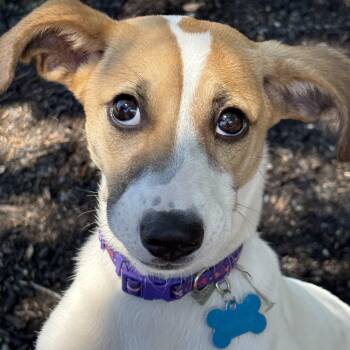 Maggie -  Hound Dog for Adoption in Plainfield, Illinois - Maggie | PetCurious