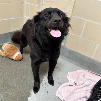Pixie -  Spaniel and Mixed Breed Dog for Adoption in Hawthorne, California - Pixie | PetCurious