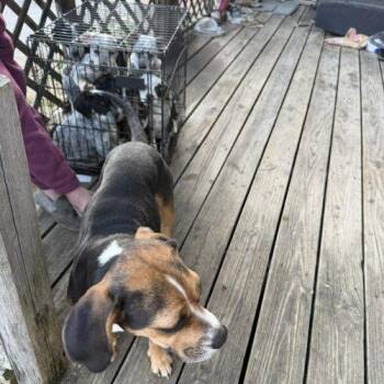 Beagle Dogs Available for Adoption - Zora | PetCurious