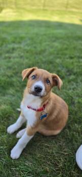 Bubba Blue -  Australian Cattle Dog Blue Heeler Dog for Adoption in Waunakee, Wisconsin - Bubba Blue | PetCurious