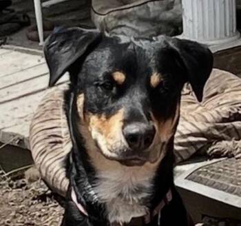 Rescue Rottweiler and Siberian Husky Dogs for Adoption in Oldtown, Maryland - Pepper | PetCurious
