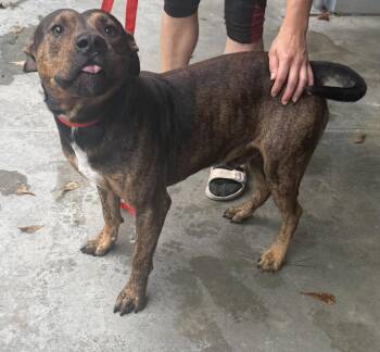 Tank -  American Bulldog Dog for Adoption in Elizabethtown, North Carolina - Tank | PetCurious