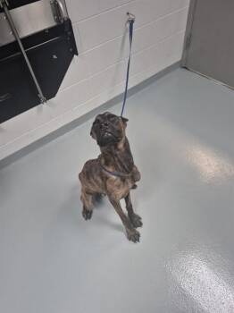 ALAMO -  Cane Corso Dog for Adoption in St. Cloud, Florida - ALAMO | PetCurious