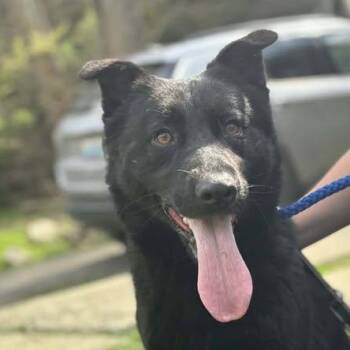 Retriever Dogs Available for Adoption in Niagara Falls, Ontario - Winter (20260413-06) | PetCurious