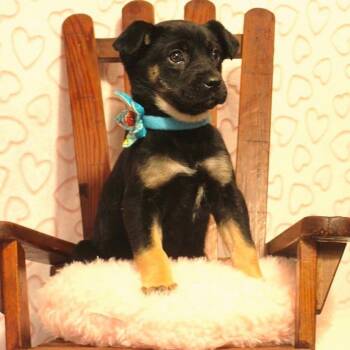 Husky and Labrador Retriever Dogs Available for Adoption - Ariel | PetCurious