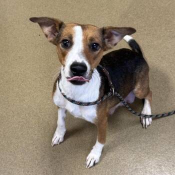 Hostess -  Terrier and Mixed Breed Dog for Adoption in San Antonio, Texas - Hostess | PetCurious