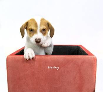 Beagle Dogs Available for Adoption in Manchester, Connecticut - Wesley | PetCurious