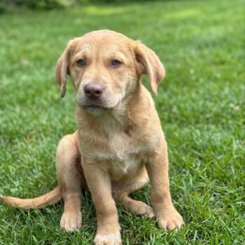Mixed Breed Dogs Available for Adoption in Huntsville, Alabama - Benson | PetCurious