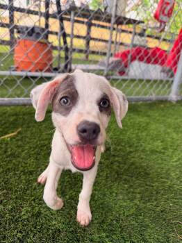 Drew -  Mixed Breed Dog for Adoption in New York, New York - Drew | PetCurious