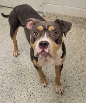 Tallulah -  Pit Bull Terrier and Mixed Breed Dog for Adoption in Kansas City, Missouri - Tallulah | PetCurious