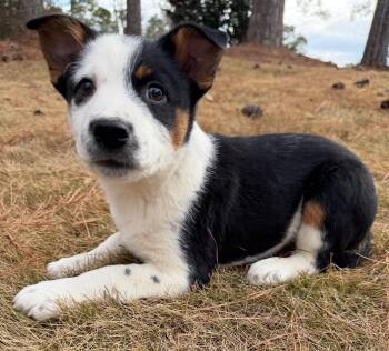 Australian Cattle Dog Blue Heeler Dogs Available for Adoption - Franklin | PetCurious