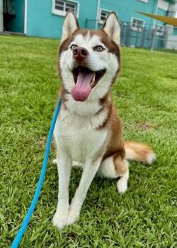 Lobo -  Siberian Husky and Mixed Breed Dog for Adoption in Vero Beach, Florida - Lobo | PetCurious