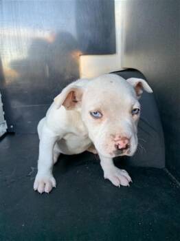 Labrador Retriever and Pit Bull Terrier Dogs Available for Adoption - MARSHMALLOW | PetCurious