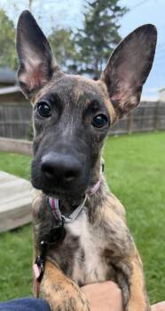 Jellyfish -  Hound Dog for Adoption in Cheektowaga, New York - Jellyfish | PetCurious