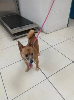 Loyd -  Chihuahua and Pomeranian Dog for Adoption in Largo, Florida - Loyd | PetCurious