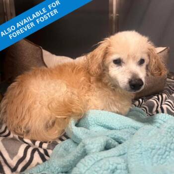 Lucky -  Maltese Dog for Adoption in Roanoke, Virginia - Lucky | PetCurious