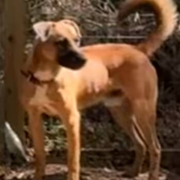 Rescue Belgian Shepherd Malinois Dogs for Adoption in Irondale, Alabama - Duke | PetCurious