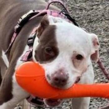 Queenie -  Pit Bull Terrier and Mixed Breed Dog for Adoption in Montour Falls, New York - Queenie | PetCurious