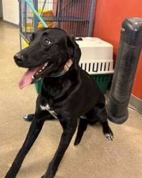 Black Labrador Retriever Dogs Available for Adoption in Mason City, Iowa - Shay | PetCurious