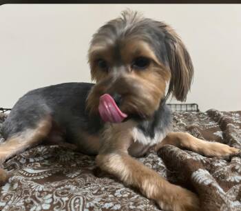 Beau -  Yorkshire Terrier Dog for Adoption - Beau | PetCurious