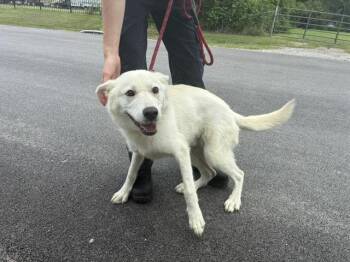 GHOST -  Mixed Breed Dog for Adoption in Dallas, Texas - GHOST | PetCurious