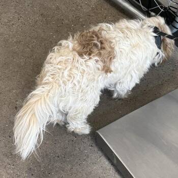 Coco -  Mixed Breed Dog for Adoption in Las Cruces, New Mexico - Coco | PetCurious