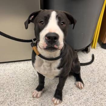 Mixed Breed Dogs Available for Adoption in Reno, Nevada - Troubles | PetCurious