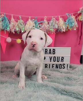Finn -  American Bulldog and American Staffordshire Terrier Dog for Adoption in Phoenix, Arizona - Finn | PetCurious