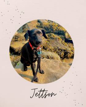 JETTSON -  Black Labrador Retriever Dog for Adoption in Coquitlam, British Columbia - JETTSON | PetCurious