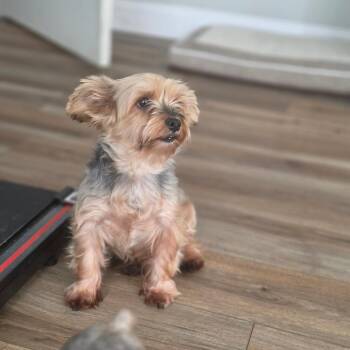 Sweet Tart -  Yorkshire Terrier Dog for Adoption in Jackson, Missouri - Sweet Tart | PetCurious