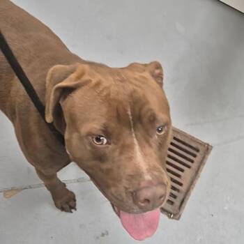 Mixed Breed Dogs Available for Adoption - 02/18/2026-Stray-BuenaVistaRoad | PetCurious