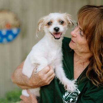 Kira -  Mixed Breed Dog for Adoption in Chester Springs, Pennsylvania - Kira | PetCurious