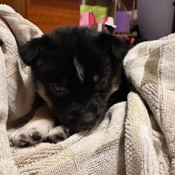 Cattle Dog Dogs Available for Adoption - Chess | PetCurious