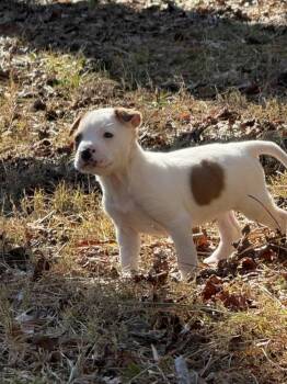 Staffordshire Bull Terrier and Boxer Dogs Available for Adoption - Doogie (Bottle Baby Litter) | PetCurious