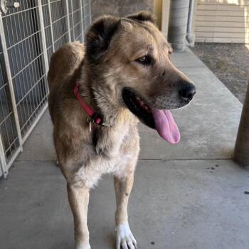 Anatolian Shepherd Dogs Available for Adoption in Los Angeles, California - Scarlett A5701980 | PetCurious