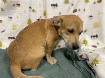 CASEY -  Labrador Retriever and Mixed Breed Dog for Adoption in Modesto, California - CASEY | PetCurious