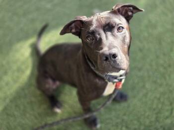 Rescue Pit Bull Terrier and Mixed Breed Dogs for Adoption in Brentwood, Missouri - CROWN | PetCurious