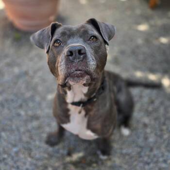 Stormy -  Mixed Breed Dog for Adoption in Fairport, New York - Stormy | PetCurious