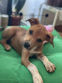 Rescue Australian Cattle Dog Blue Heeler Dogs for Adoption in Pomfret, Connecticut - FLEA | PetCurious