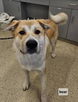 Mixed Breed Dogs Available for Adoption in Lafayette, Indiana - Bear | PetCurious