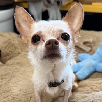 Chihuahua Dogs Available for Adoption - Pablito | PetCurious