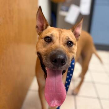 Hattie -  Mixed Breed Dog for Adoption in Charleston, West Virginia - Hattie | PetCurious