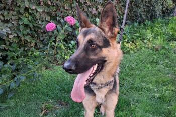 Rescue German Shepherd Dog Dogs for Adoption in Newport Beach, California - Bodie | PetCurious