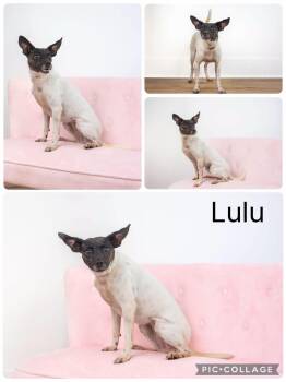 Lulu -  Rat Terrier Dog for Adoption in Enterprise, Alabama - Lulu | PetCurious